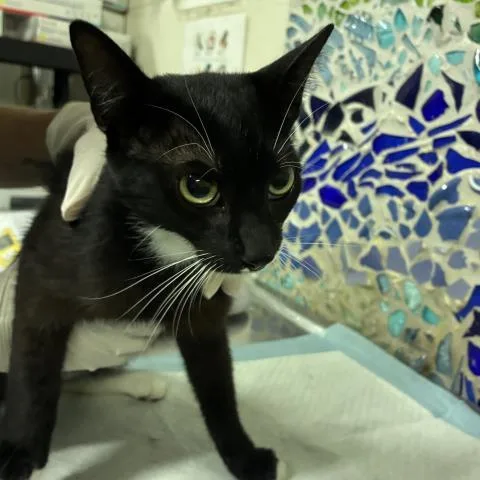 A young medium-sized male Domestic Short Hair cat named Oreo for adoption in Pensacola, FL