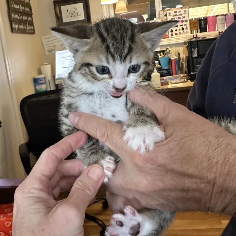 A baby small-sized male Brown / Chocolate Domestic Short Hair cat named Kalani for adoption in Priest River, ID