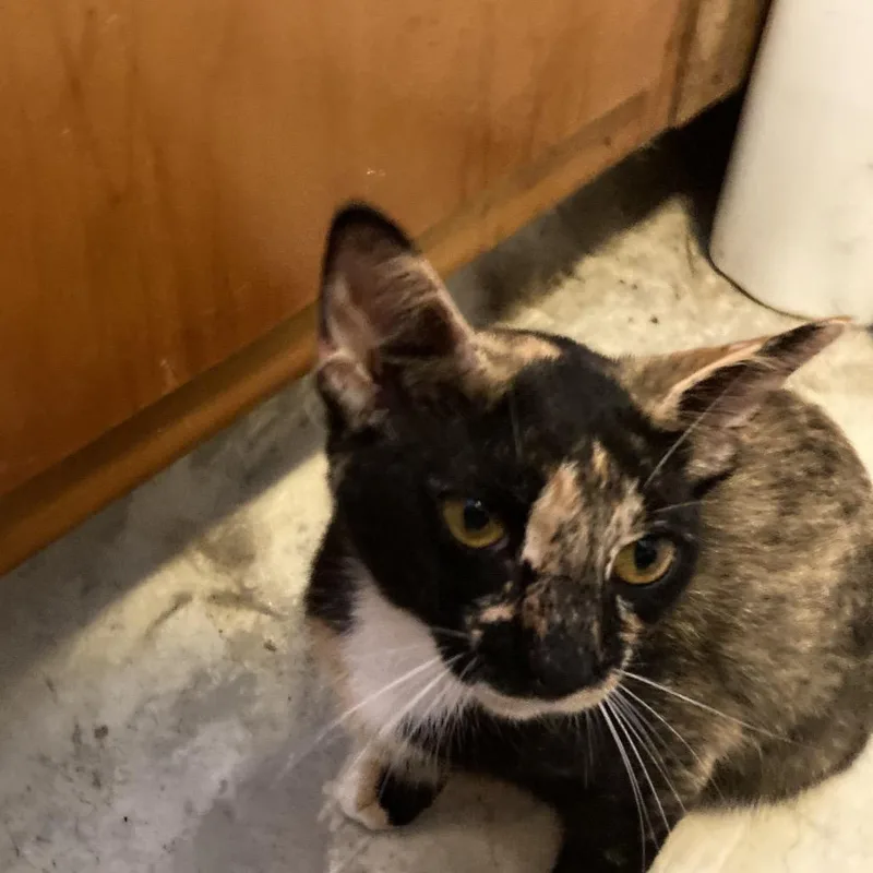 A young small-sized female Tortoiseshell Domestic Short Hair cat named Safire Jo for adoption in Tallahassee, FL