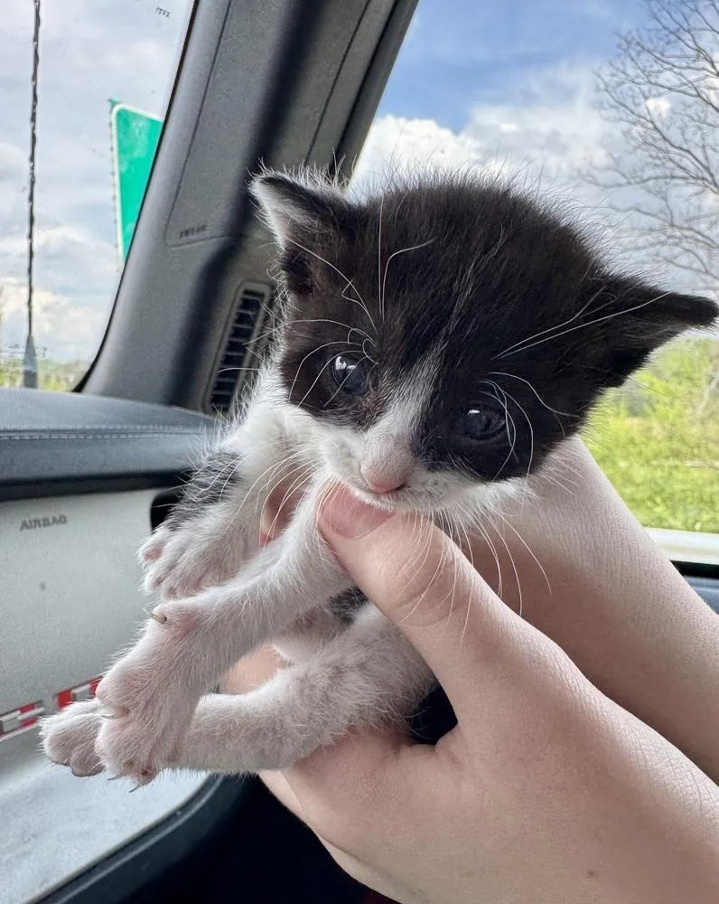 A baby medium-sized female Black & White / Tuxedo Domestic Short Hair cat named Magpie for adoption in Evansville, IN