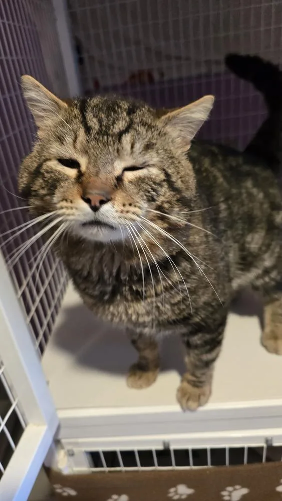 An adult large-sized male Brown / Chocolate Domestic Short Hair cat named Nathan for adoption in Vancouver, WA