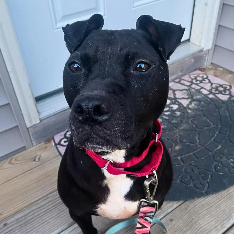 An adult medium-sized male Black Mixed Breed dog named Chance for adoption in South Portland, ME