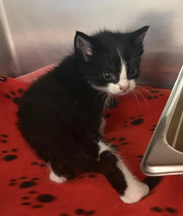 A baby small-sized male Domestic Short Hair cat named Dracula for adoption in Great Falls, MT