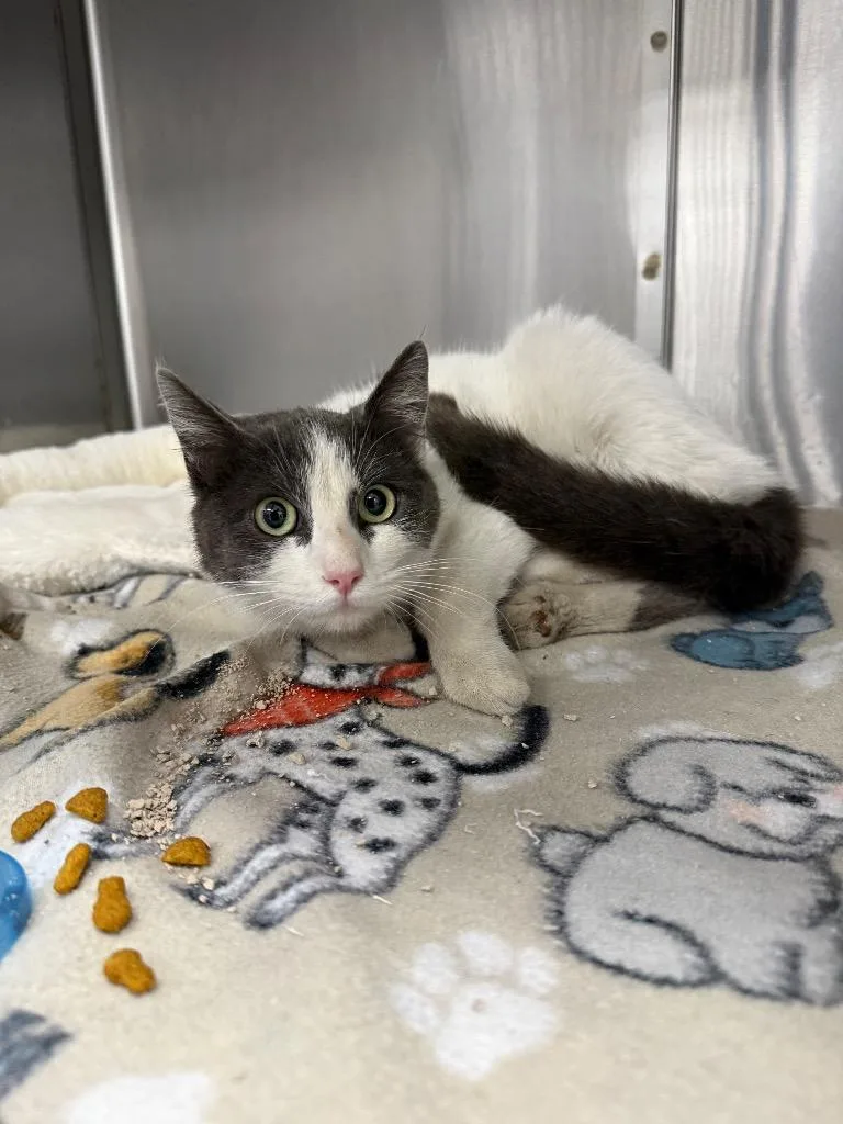 A baby small-sized female Domestic Short Hair cat named Bonita for adoption in Thousand Oaks, CA