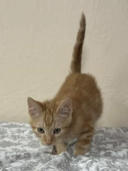 A young small-sized male Domestic Short Hair cat named Bumblebee for adoption in Phoenix, AZ