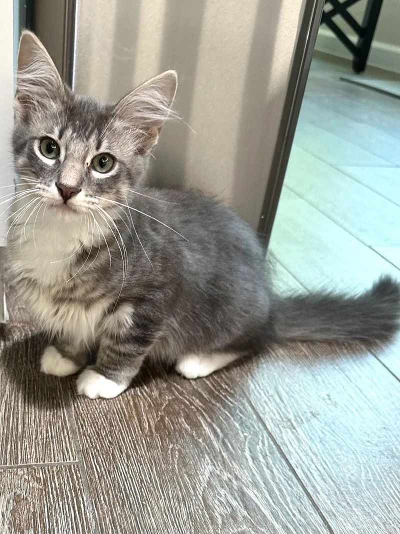 A baby medium-sized male Tabby cat named River P for adoption in Plano, TX