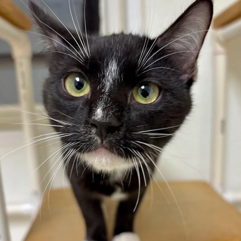 Dr. Vindaloo thumbnail 2