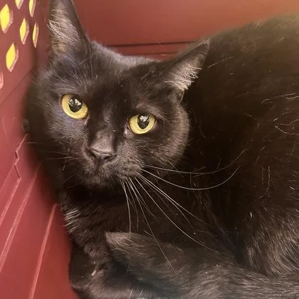An adult medium-sized female Domestic Short Hair cat named Kayda for adoption in East Montpelier, VT