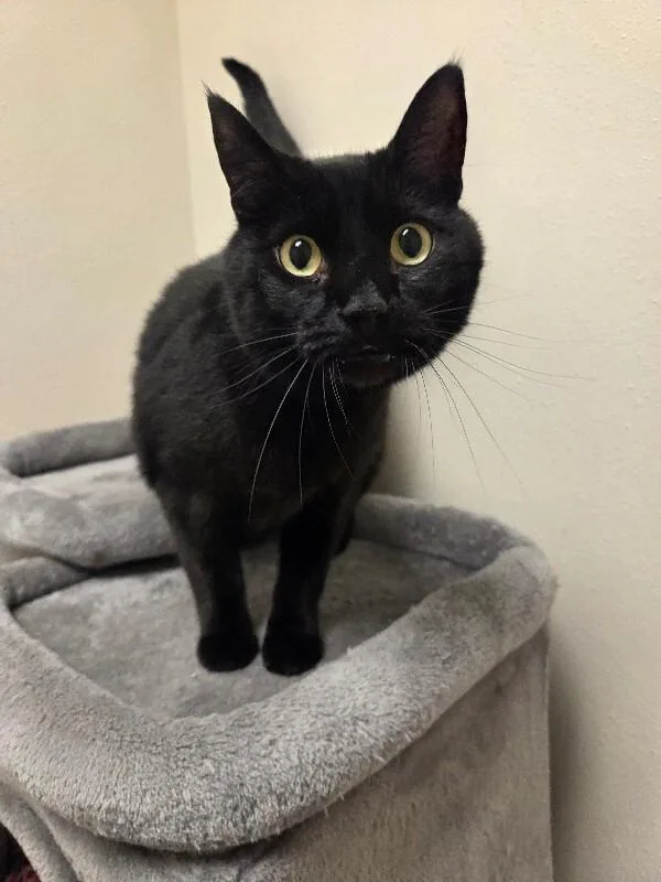 An adult large-sized male Domestic Short Hair cat named Kenley for adoption in Yankton, SD