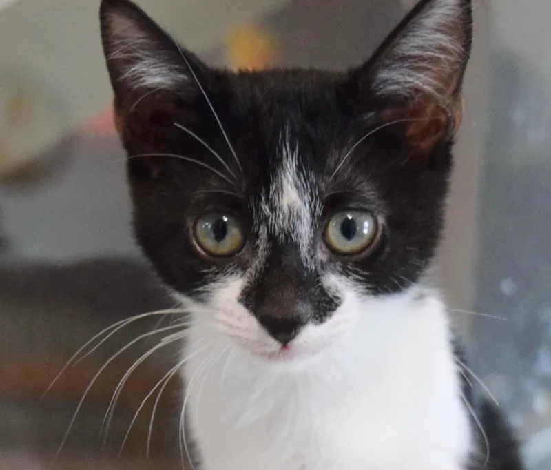 A baby medium-sized male Black & White / Tuxedo Domestic Short Hair cat named Ziggy for adoption in Bulverde, TX
