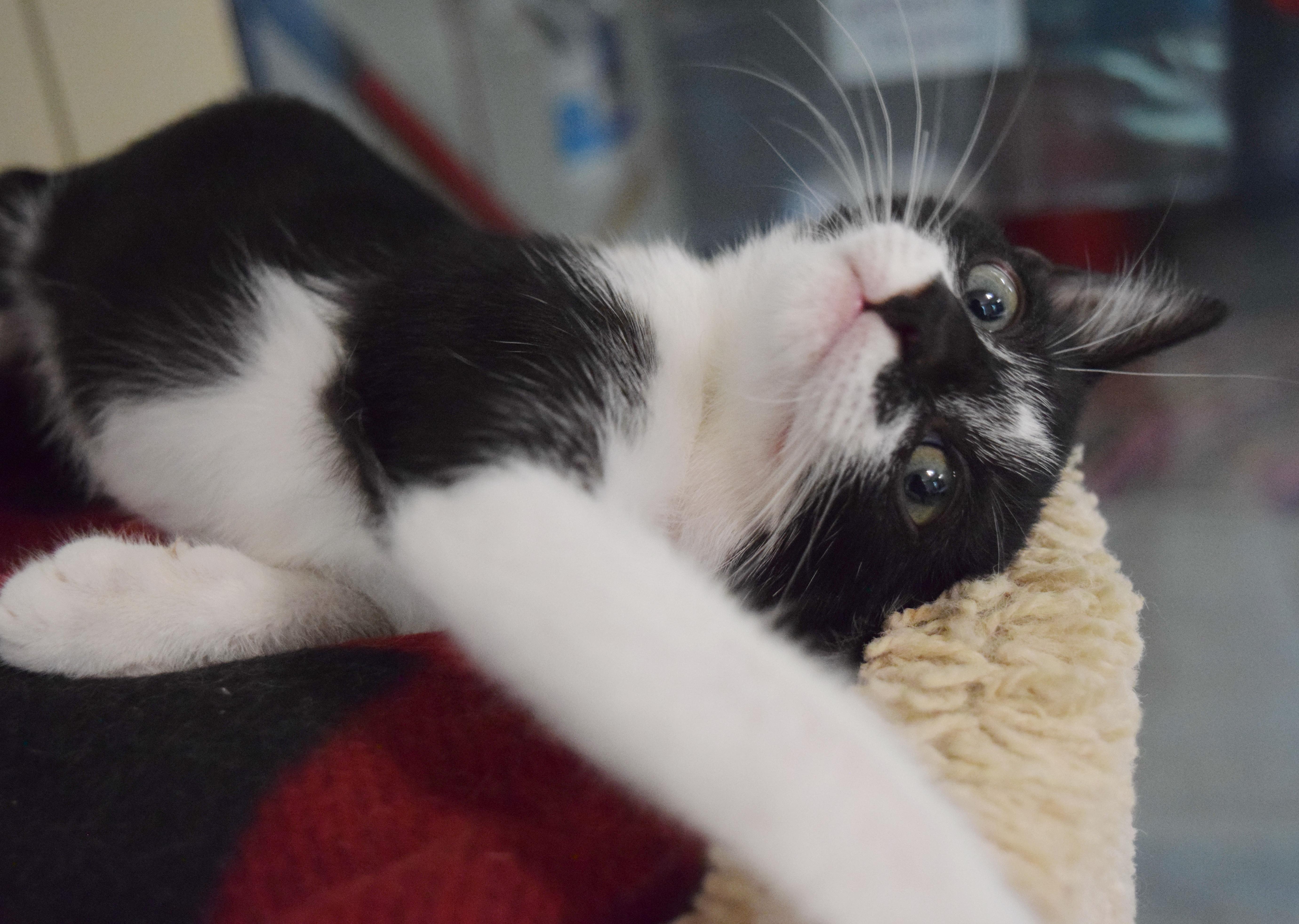 Ziggy thumbnail 2
