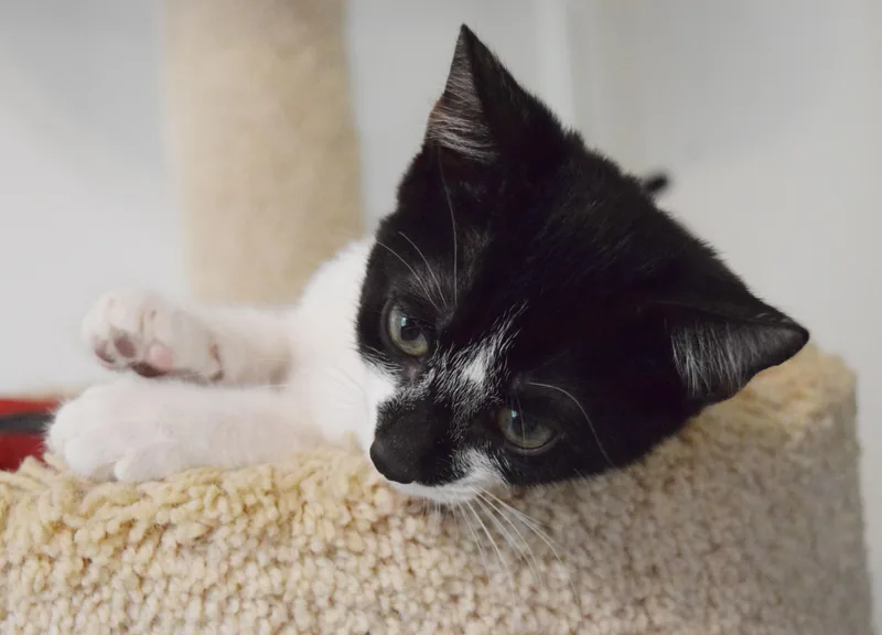 Ziggy thumbnail 3