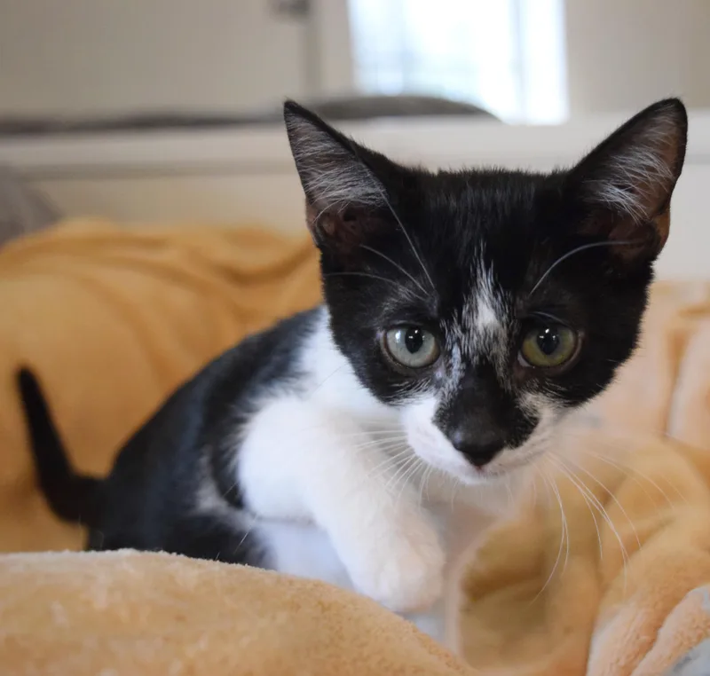 Ziggy thumbnail 4