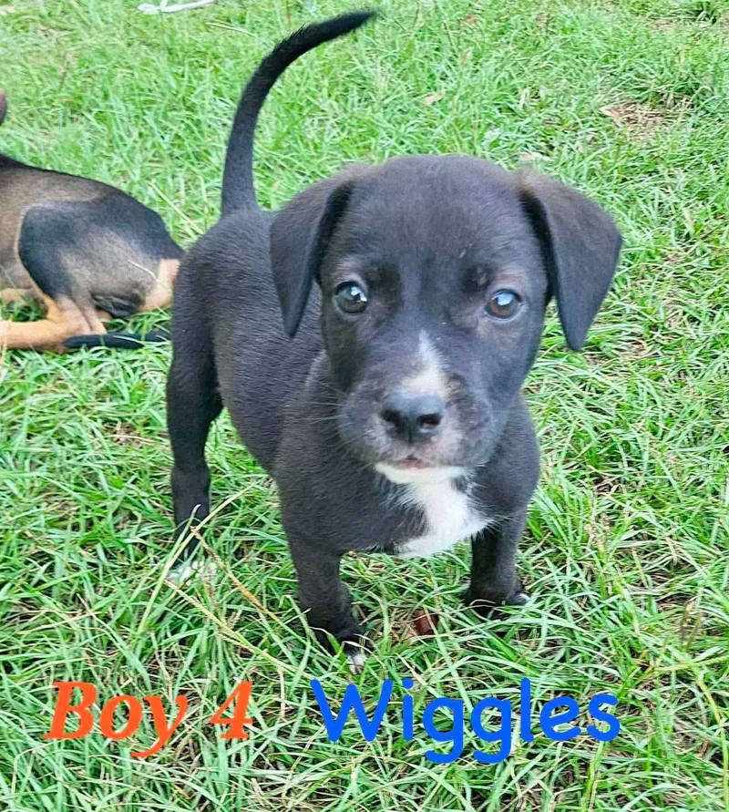 W litter Wiggles