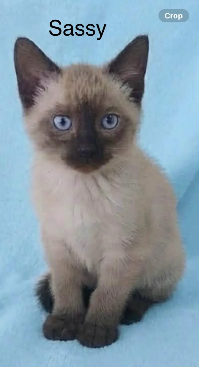 A baby medium-sized female Chocolate Point Siamese cat named Sassy for adoption in Wyandotte, MI