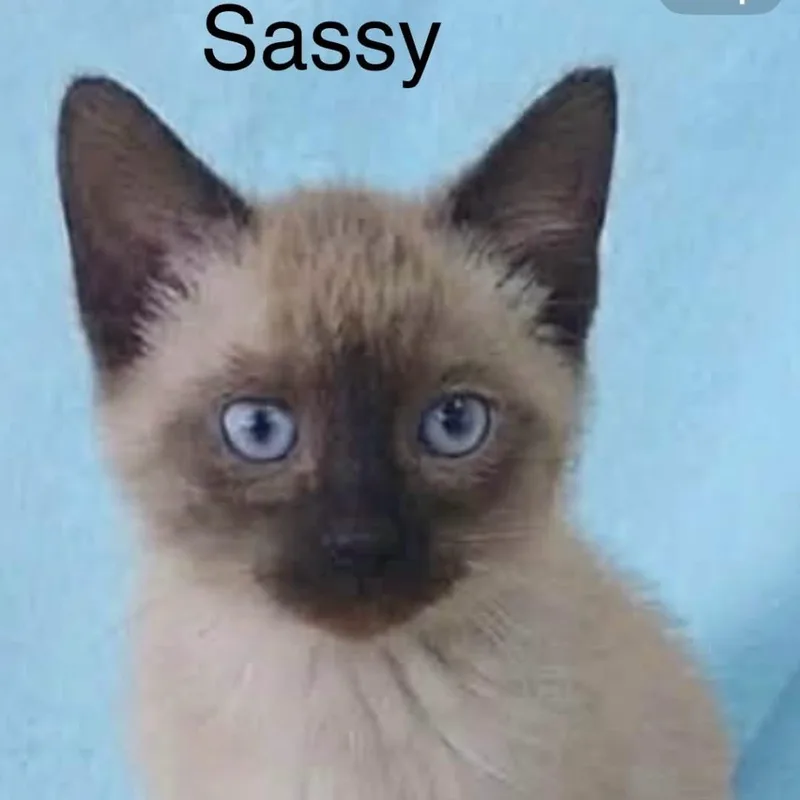Sassy thumbnail 2