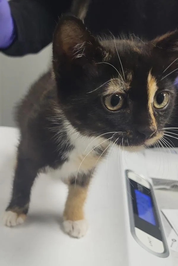 A baby small-sized female Domestic Short Hair cat named Kd Cinnamon for adoption in Lawrenceville, GA