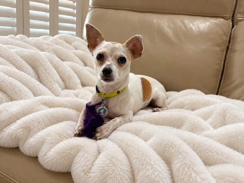 A young small-sized female Chihuahua dog named Leona for adoption in Osteen, FL