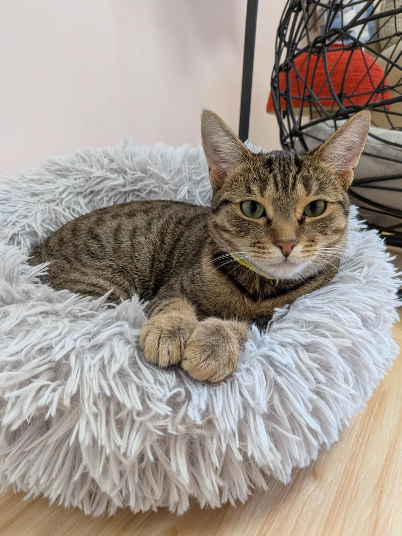 A young small-sized female Tabby (Buff / Tan / Fawn) American Shorthair cat named Zinnia for adoption in Montclair, NJ