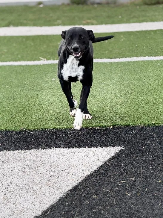 A young medium-sized female Black Labrador Retriever dog named Luna for adoption in Ulysses, KS