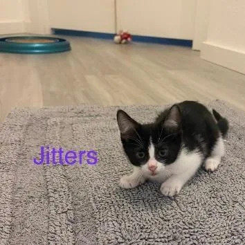 A baby small-sized female Domestic Short Hair cat named Jitters for adoption in Allyn, WA