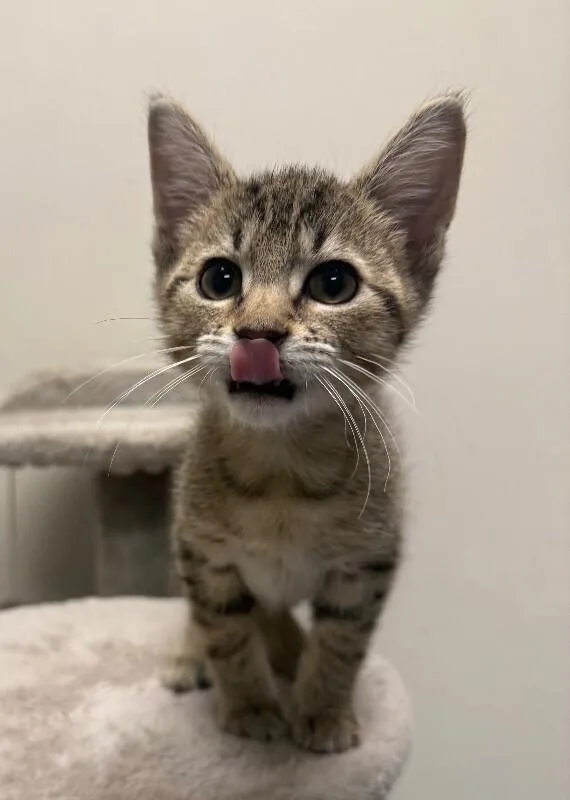 A young small-sized male Domestic Short Hair cat named Fish stick for adoption in Yankton, SD