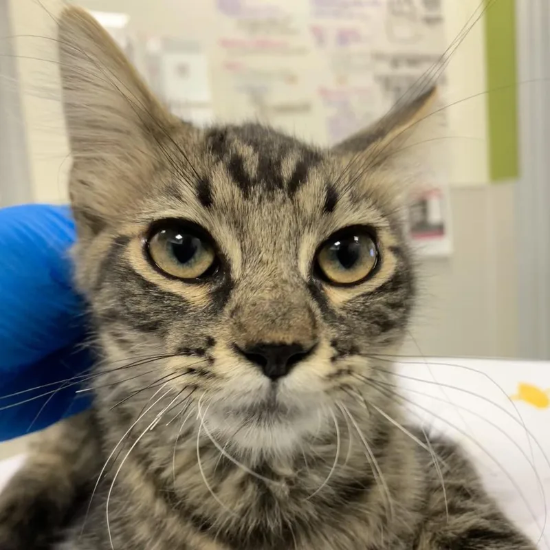 A baby small-sized male Black Domestic Medium Hair cat named Sugar for adoption in Las Cruces, NM
