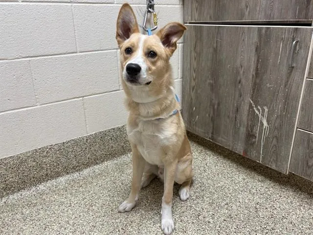 A young medium-sized male Australian Cattle Dog / Blue Heeler dog named Mcdonald for adoption in Colorado Springs, CO