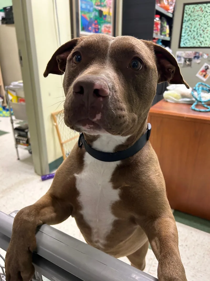 An adult large-sized male Brown / Chocolate Mixed Breed dog named Luke for adoption in St. Joseph, MI