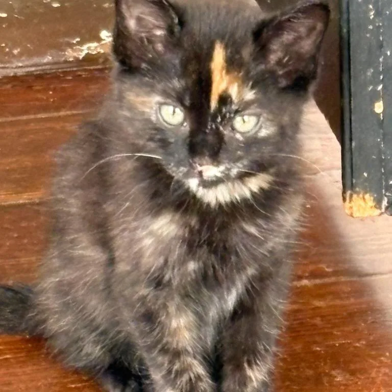 A baby small-sized female Tortoiseshell Domestic Medium Hair cat named Blaze for adoption in Webster, TX