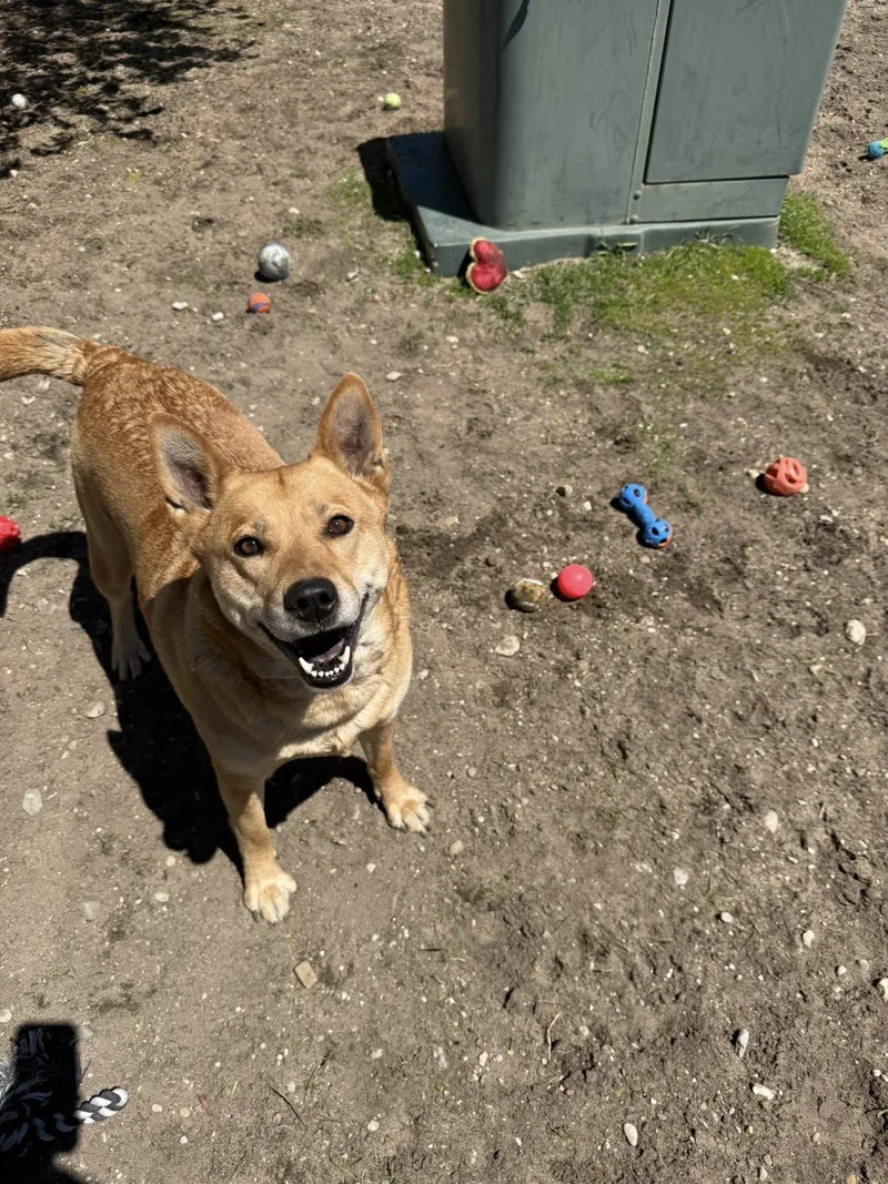 A senior large-sized female Golden Australian Cattle Dog / Blue Heeler dog named Mae for adoption in Bellaire, MI