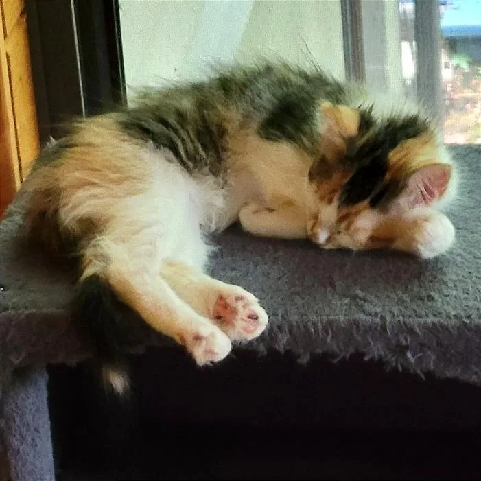 A baby small-sized female White Domestic Medium Hair cat named Marigold for adoption in Traverse City, MI