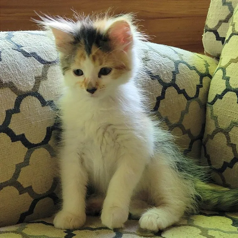 Marigold thumbnail 4