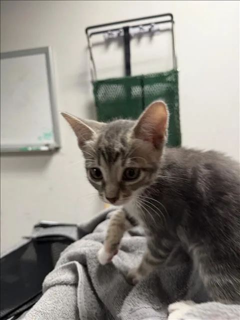 A baby medium-sized female Domestic Short Hair cat named Ally for adoption in Chatsworth, CA