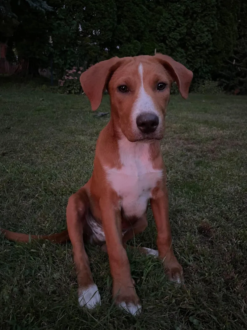 A baby medium-sized male Yellow / Tan / Blond / Fawn Mixed Breed dog named Doc for adoption in De Pere, WI