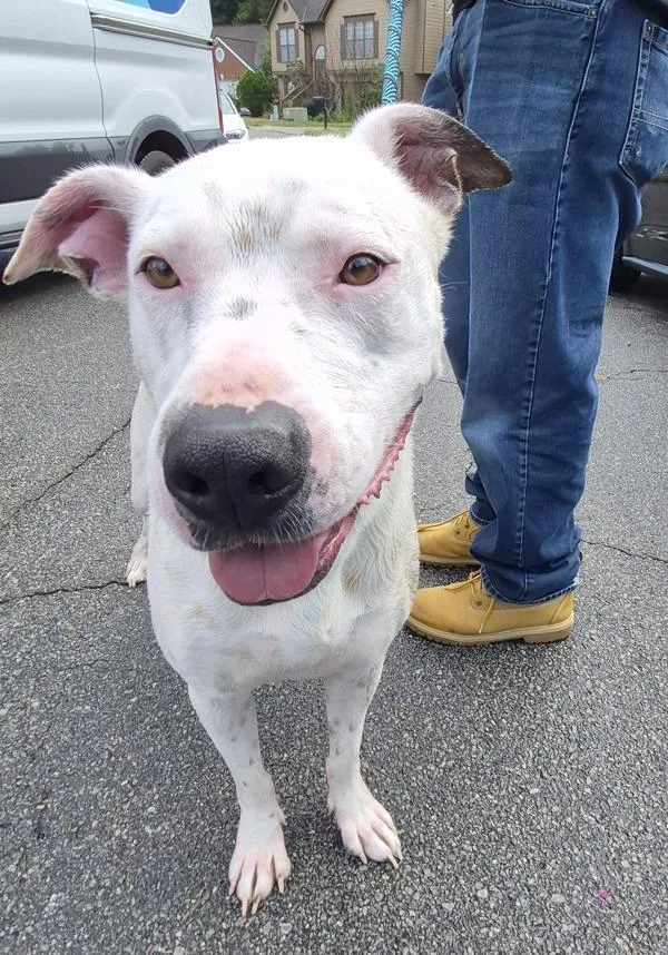 An adult large-sized male Pit Bull Terrier dog named Pen  Dino for adoption in Lawrenceville, GA
