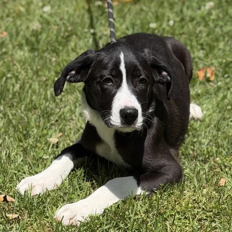A baby medium-sized female Terrier dog named Susie for adoption in Locust Fork, AL