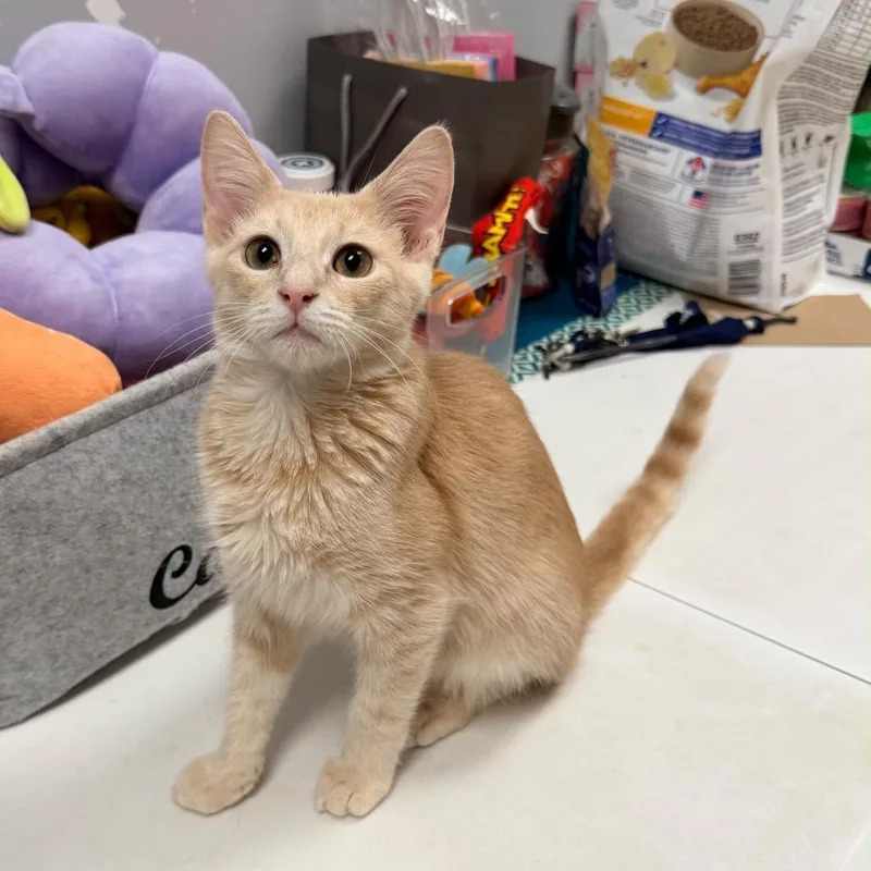 A baby medium-sized male Orange & White Domestic Short Hair cat named Cabo for adoption in miami, FL