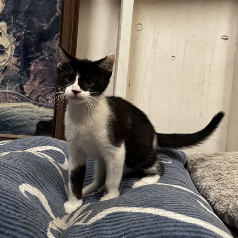 A young medium-sized male Black & White / Tuxedo Domestic Short Hair cat named Matteo Energy Abounds for adoption in Fountain Valley, CA