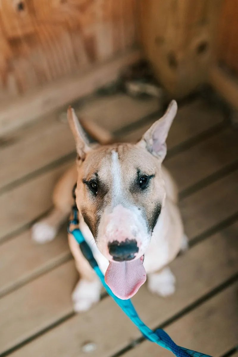 An adult medium-sized male Bull Terrier dog named Patton for adoption in Old Bridge, NJ