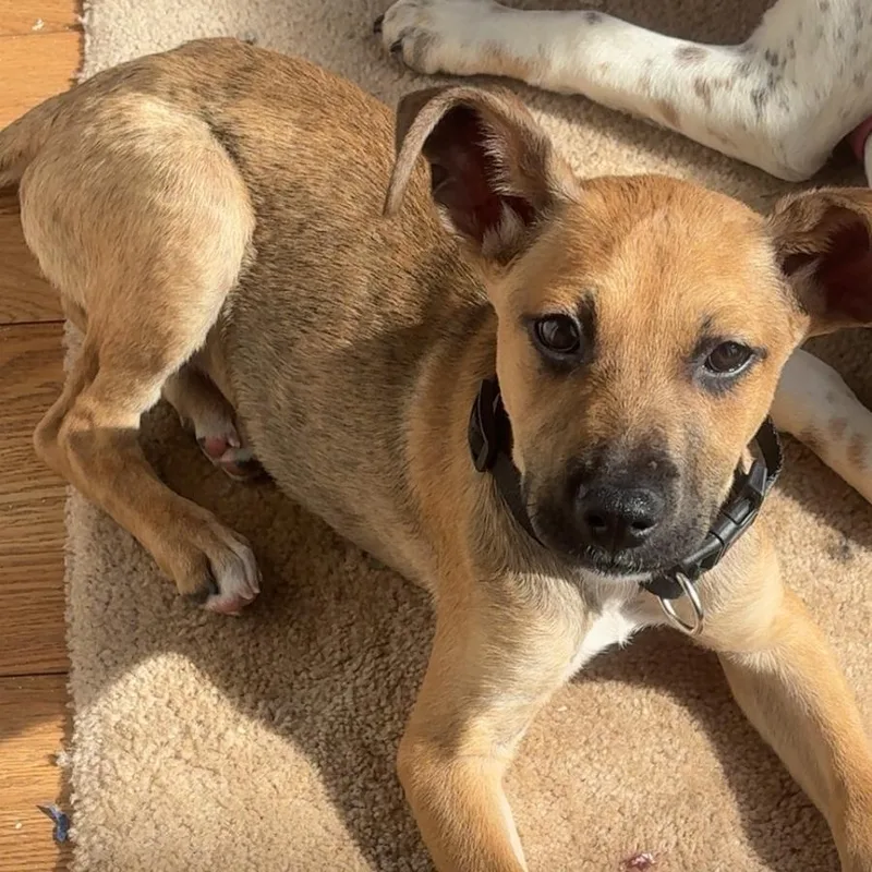 A baby medium-sized male German Shepherd Dog dog named Phoenix Fire for adoption in Houston, TX