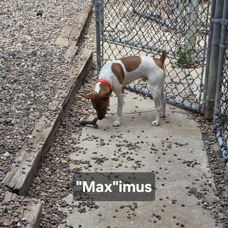 A young small-sized male White / Cream Jack Russell Terrier dog named "Max"imus for adoption in Wever, IA