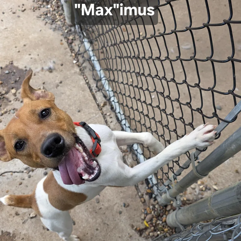 "Max"imus thumbnail 4
