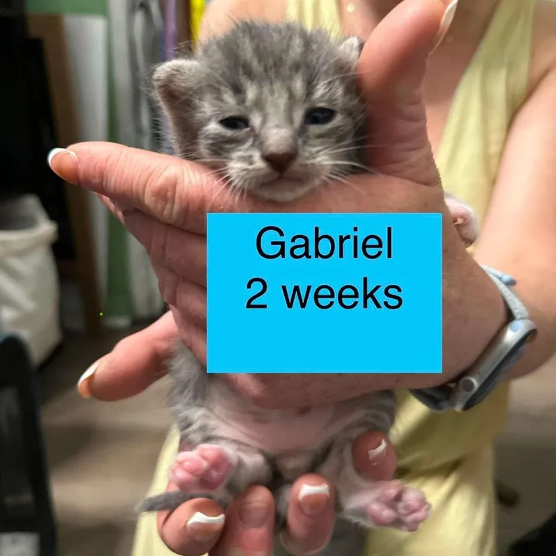 A baby small-sized male White Domestic Short Hair cat named Gabriel for adoption in Tampa, FL