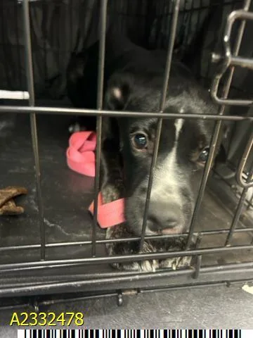 A baby small-sized female Mixed Breed dog named Bubbles for adoption in West Palm Beach, FL