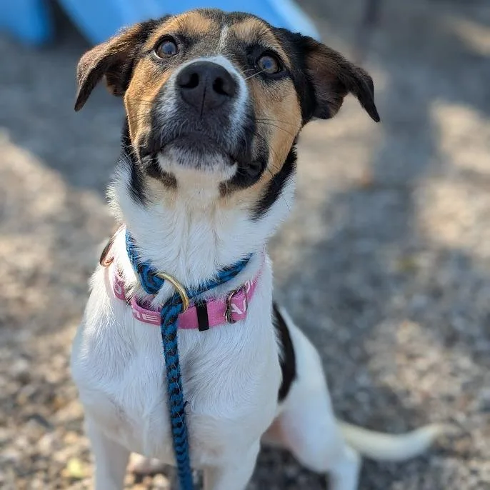 A young medium-sized female White / Cream Mixed Breed dog named Joalah for adoption in West Olive, MI