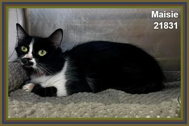 A young medium-sized female Black & White / Tuxedo Domestic Short Hair cat named Maisie for adoption in Marietta, GA
