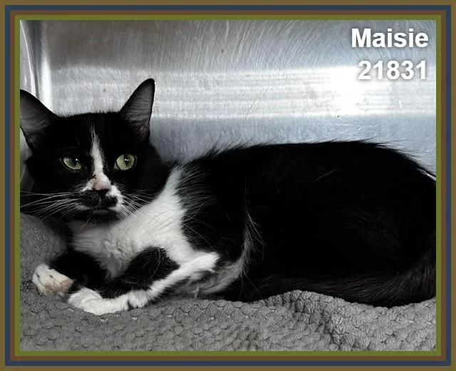 Maisie thumbnail 3