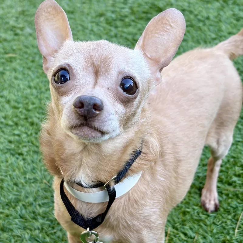 An adult small-sized male Yellow / Tan / Blond / Fawn Chihuahua dog named Rocky for adoption in Matteson, IL