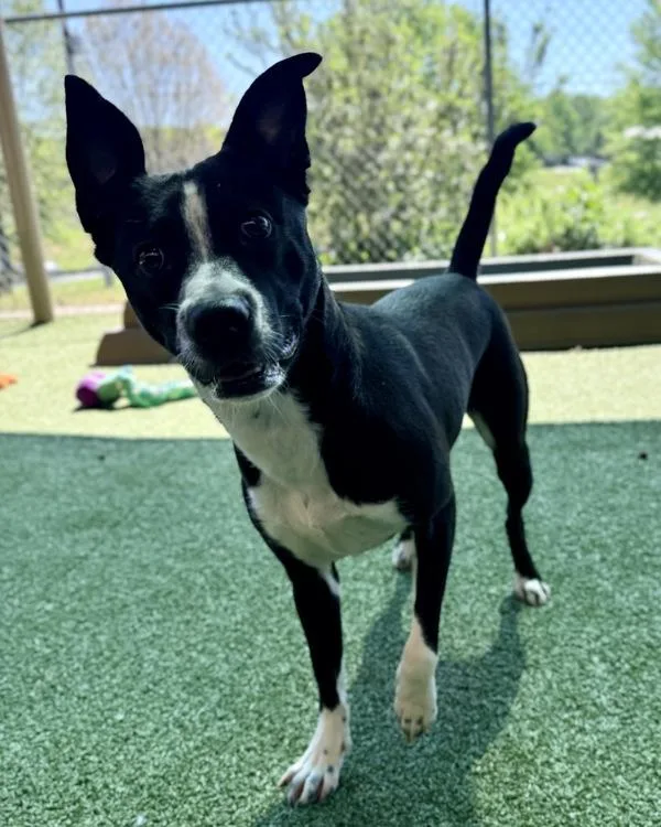 A young medium-sized female Terrier dog named Nyla for adoption in Canton, GA